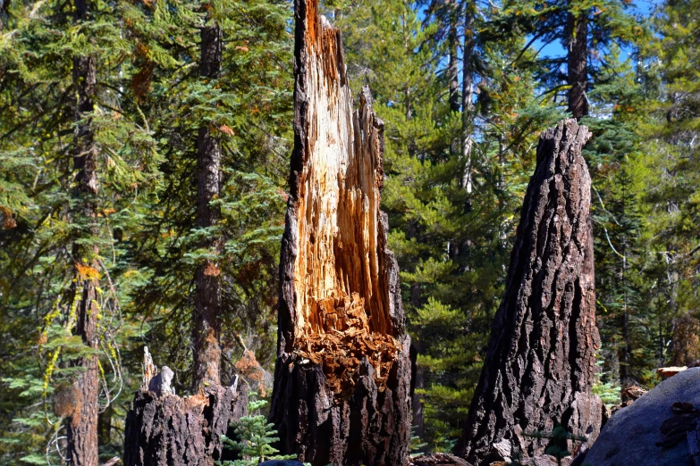 a group of trees standing in the woods