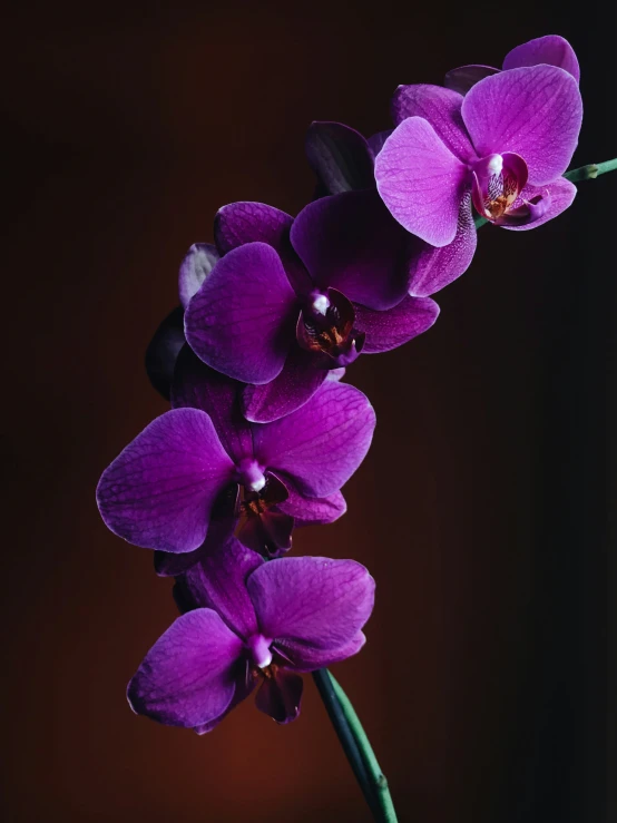 a purple flower is next to a black background