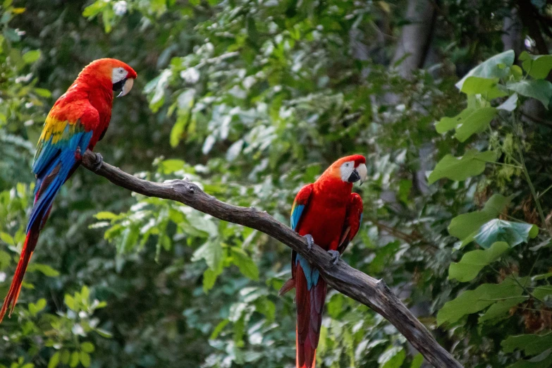 two bright colored parrots perched on a tree nch