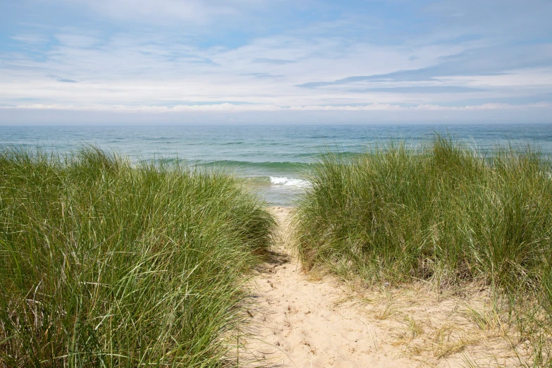 a path leads to an ocean with tall grasses