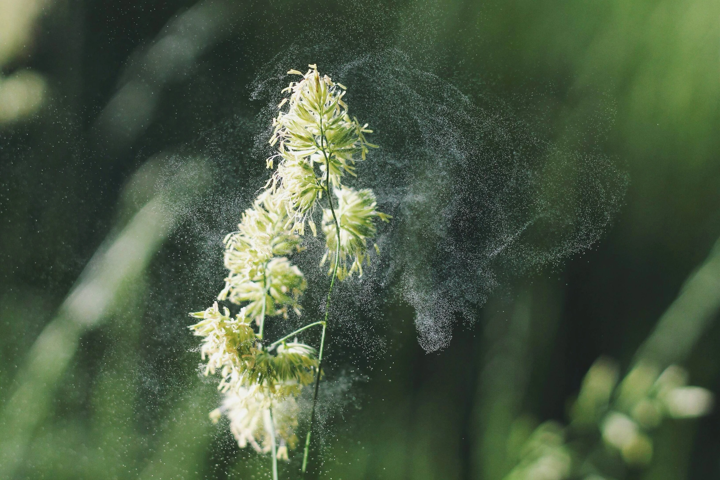 a single white flower splashing out of a window