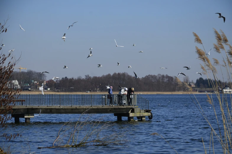 birds are flying in and out over the water