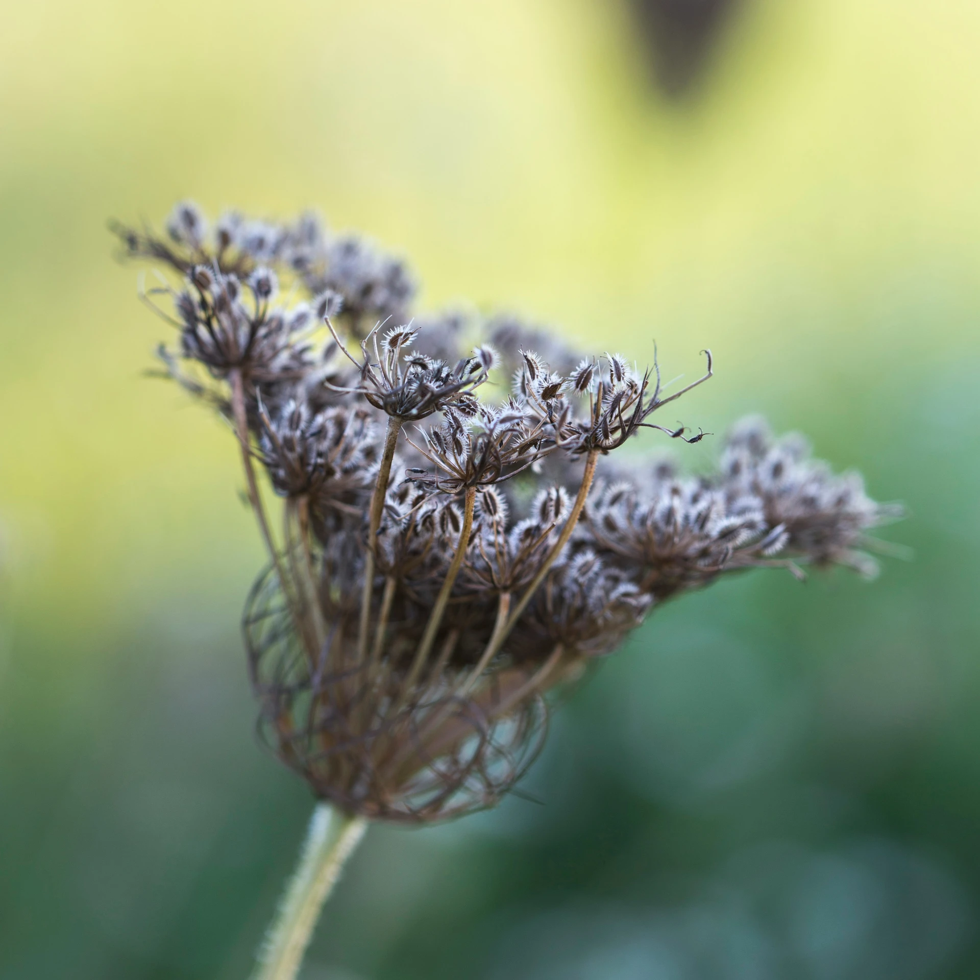 an up close s of a thistle plant with flowers growing in the background