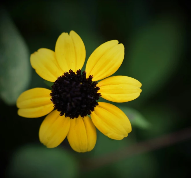 this is a yellow flower with green leaves in the background