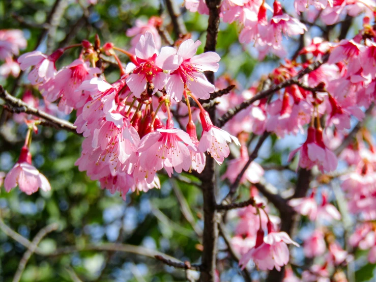 a very pretty pink flower with leaves and nches