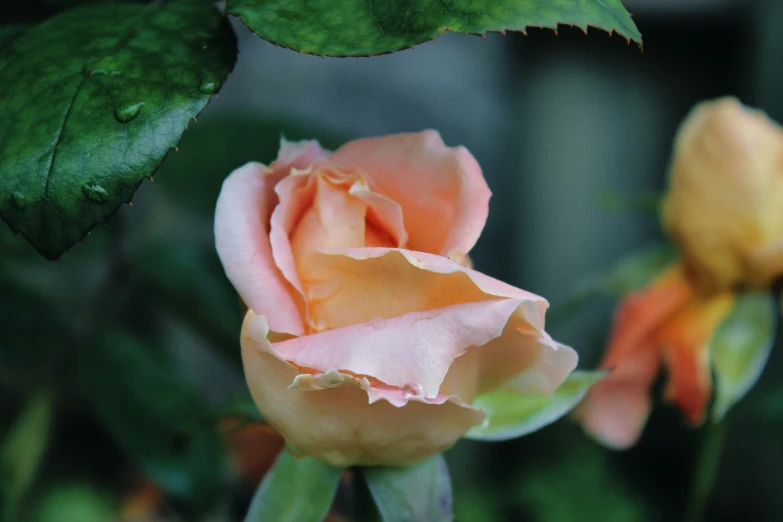 two pale roses with green leaves growing on them