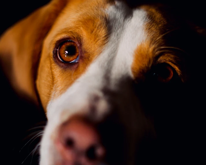 closeup of a dog with an intense look