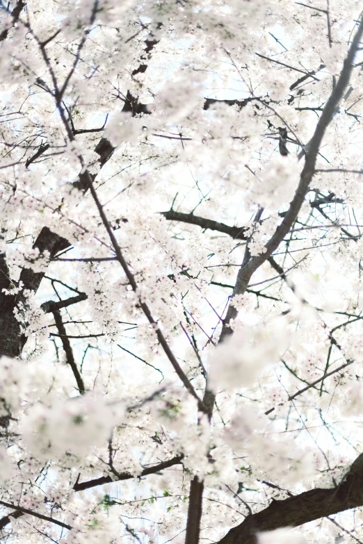 white cherry blossoms bloom on a tree in the sunlight