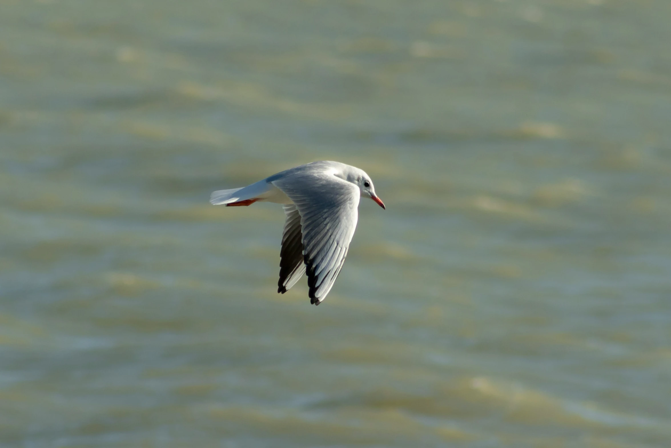 a single seagull flying above the water