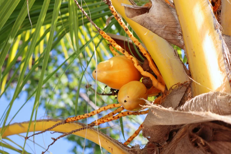 some fruit that is on a tree with sky in the background