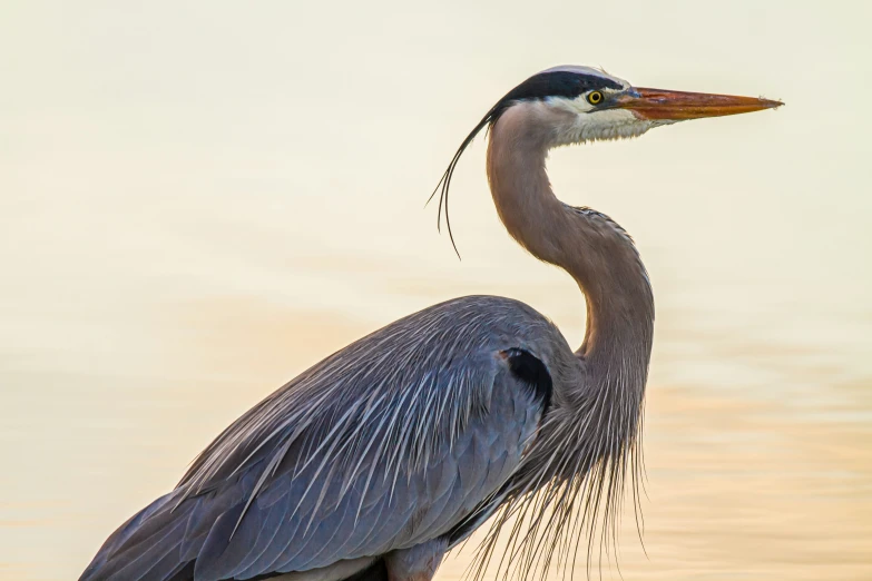 the tall bird is standing in the water