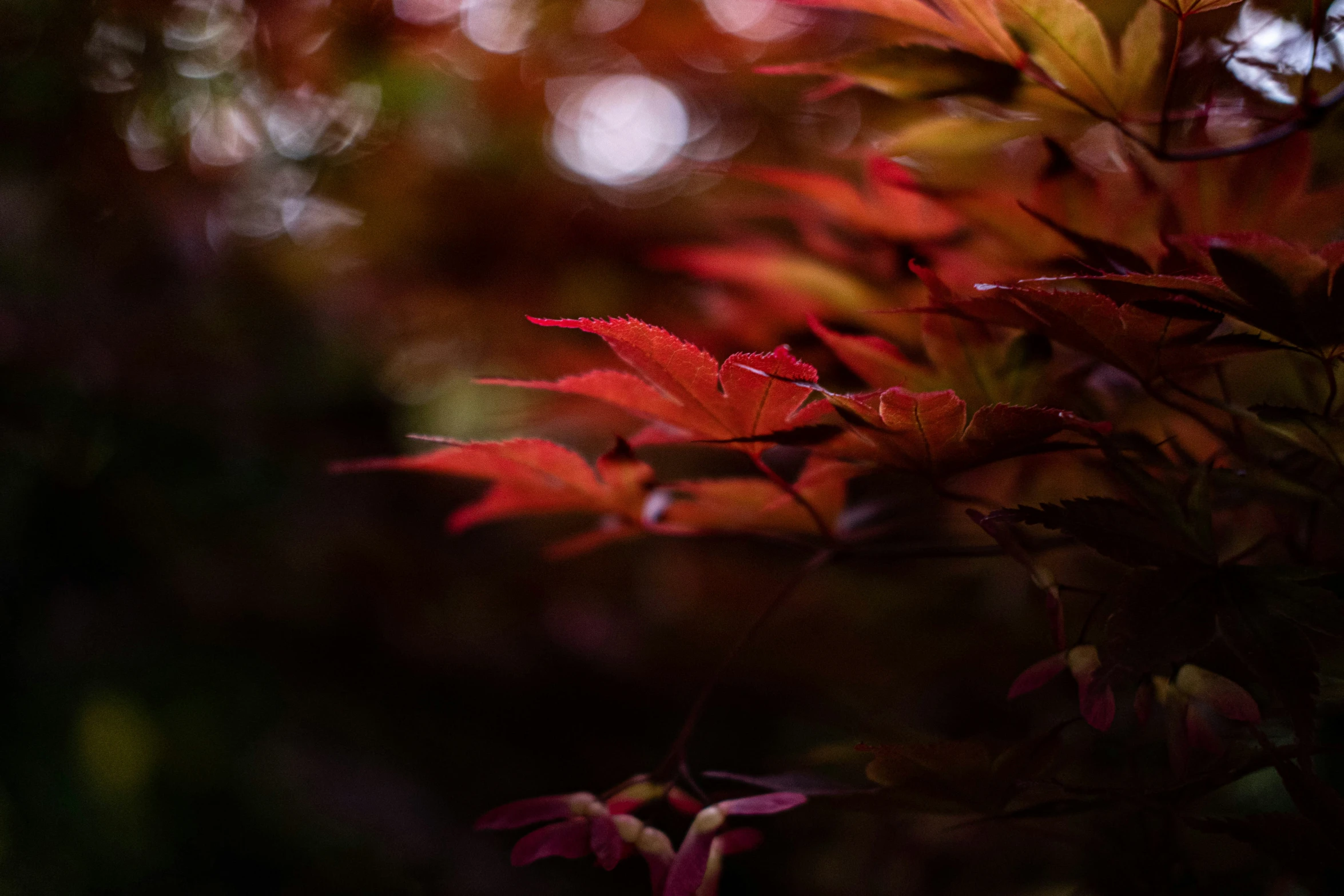 red foliage and trees in the background