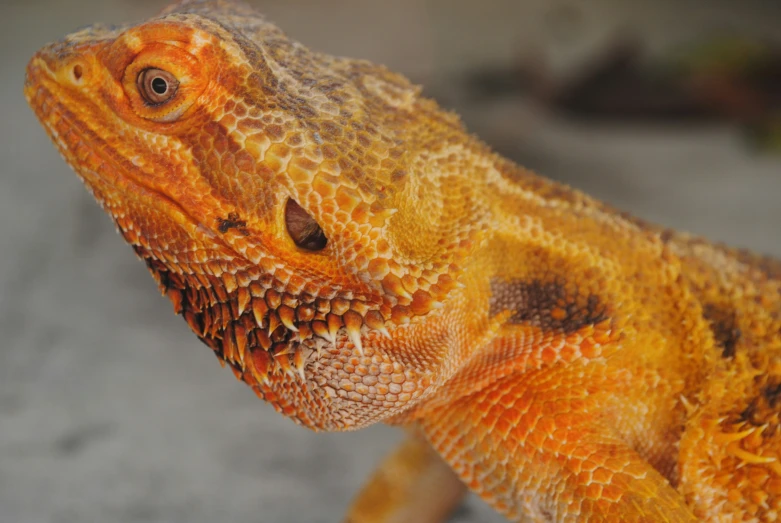 the close up of a lizard's face is clearly visible