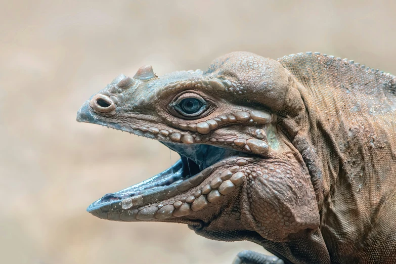 a close up image of a dinosaur head with teeth