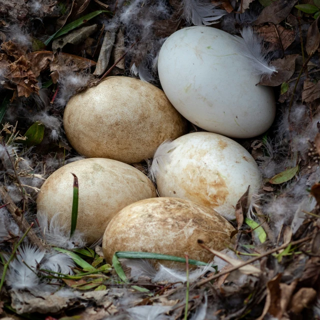 an image of some eggs in the nest