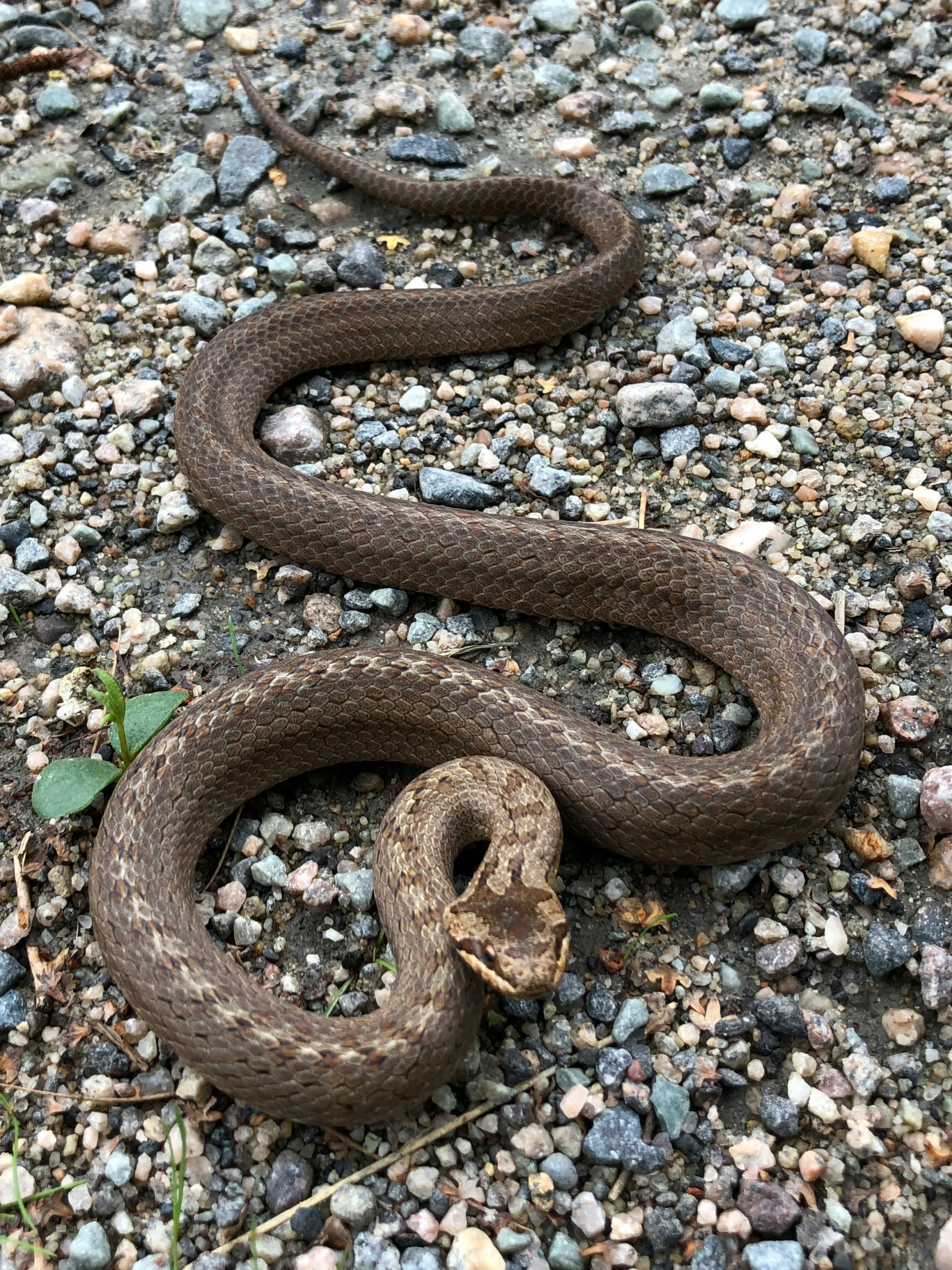 a brown snake on the ground next to some rocks and bushes