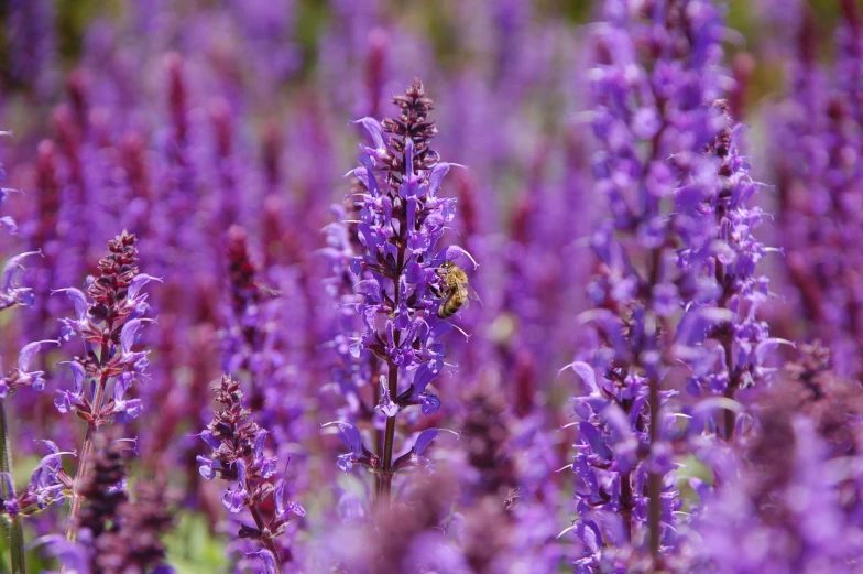 a bee on purple flowers with a lot of green and red