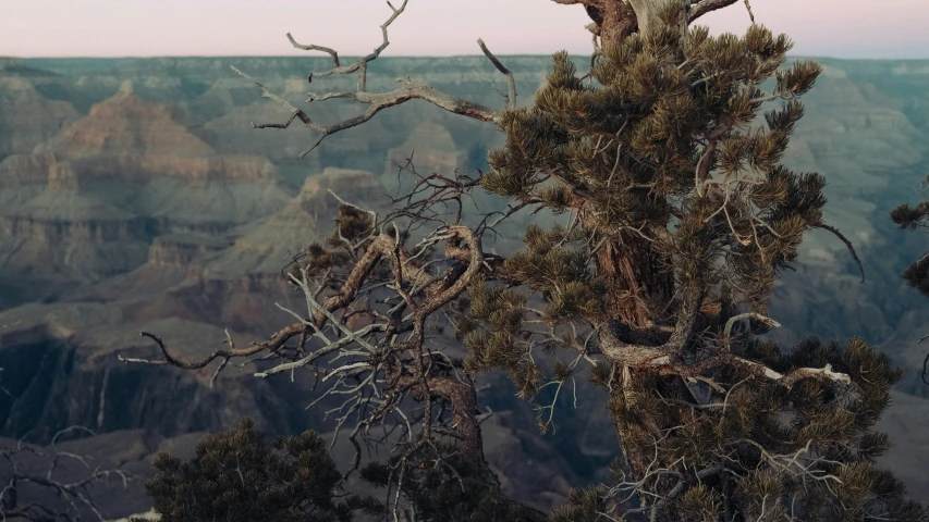 there is a bird perched on top of the tree