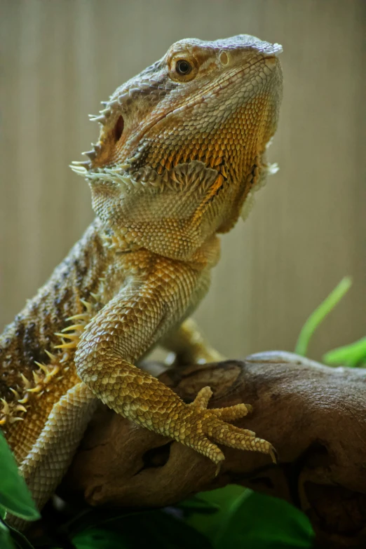 an iguado looking and staring to its left