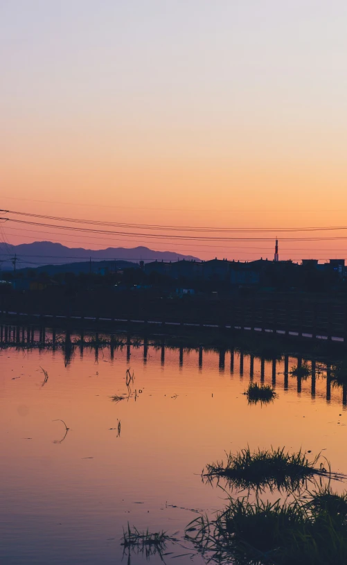 many birds are flying across the water