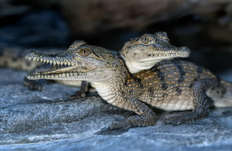 two alligators are laying down in a pile