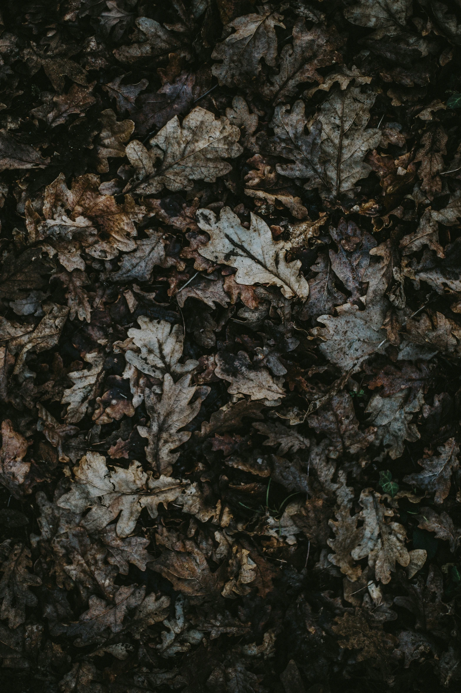 the surface of an old concrete building, it looks like leaves on top of a tree