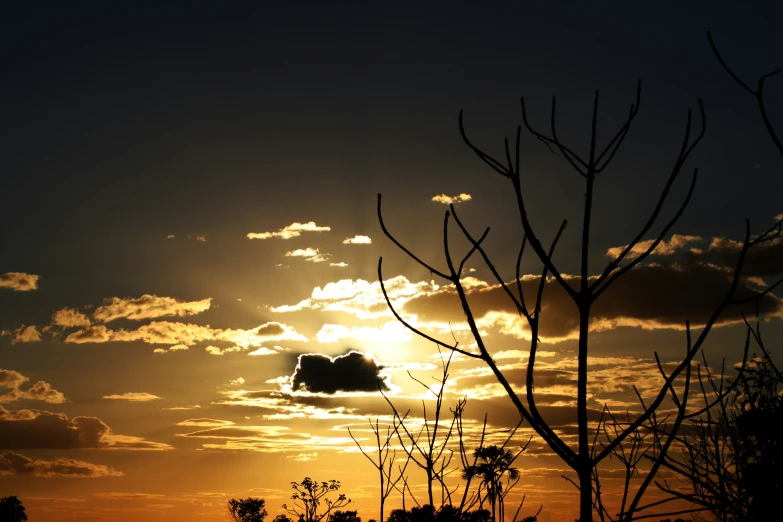 silhouette of leaves and nches against the sun during sunset