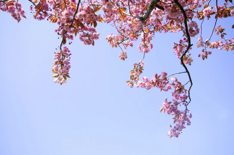 some pink flowers in the sky by some trees