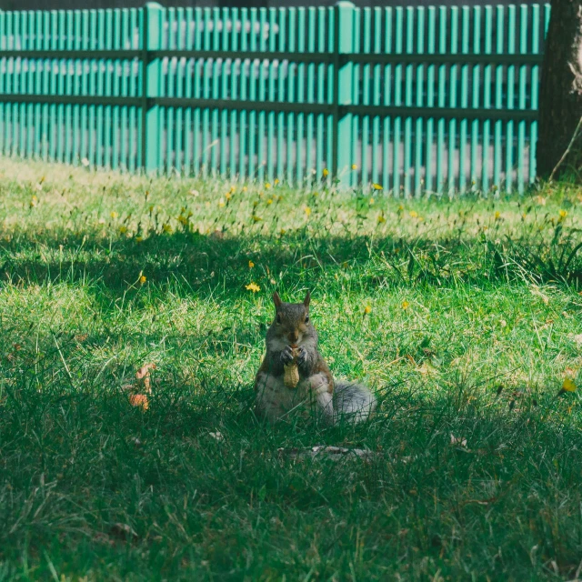a rabbit sitting in the shade with his food
