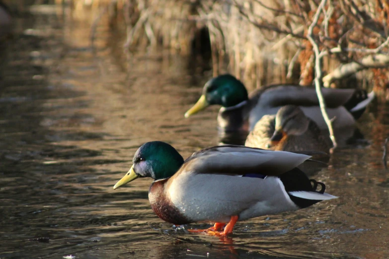 ducks are swimming in a pond among the rocks