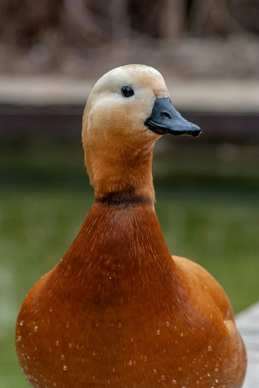 a close up of a duck on the ground
