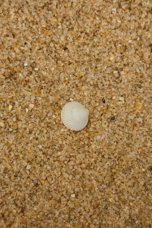 a shell sitting on the ground of a beach