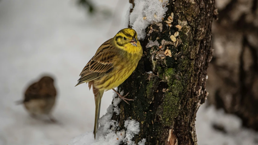 the bird is on a snowy limb with another in the background