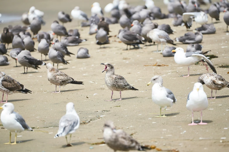 there is a large group of birds on the beach