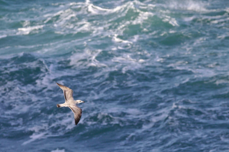 a bird flying over the ocean waves