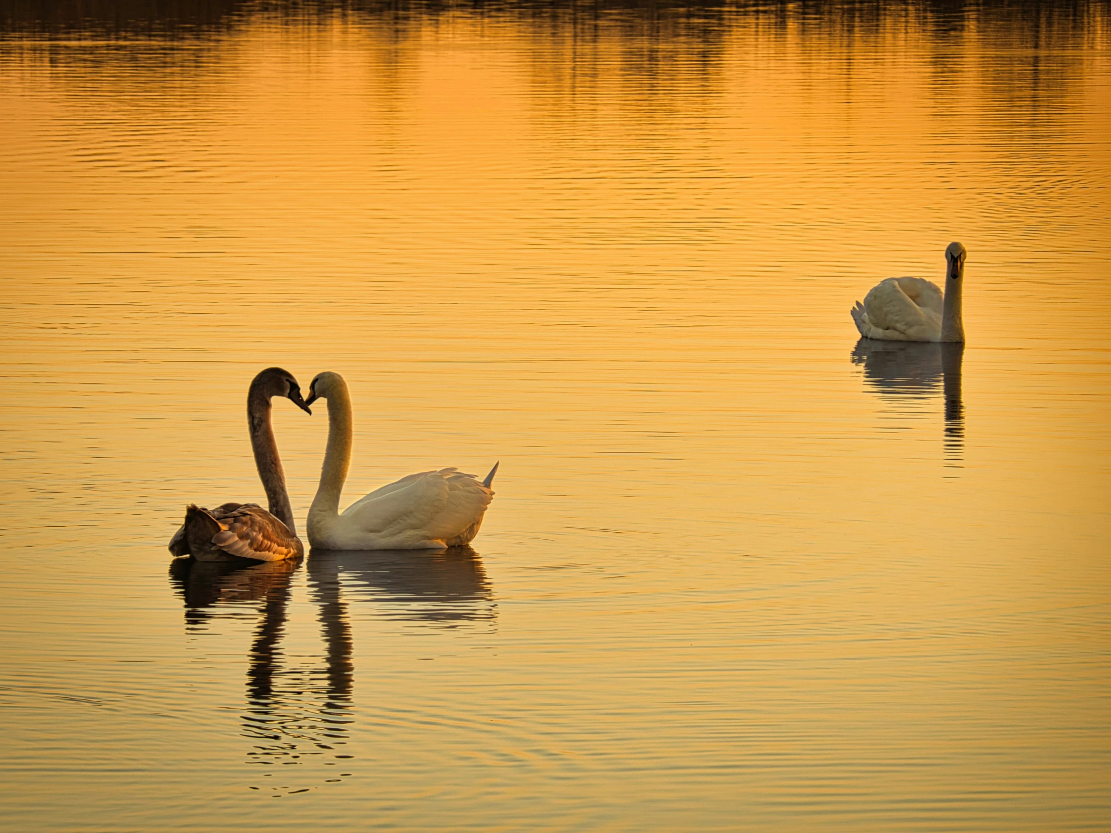 a couple of swans floating on top of water