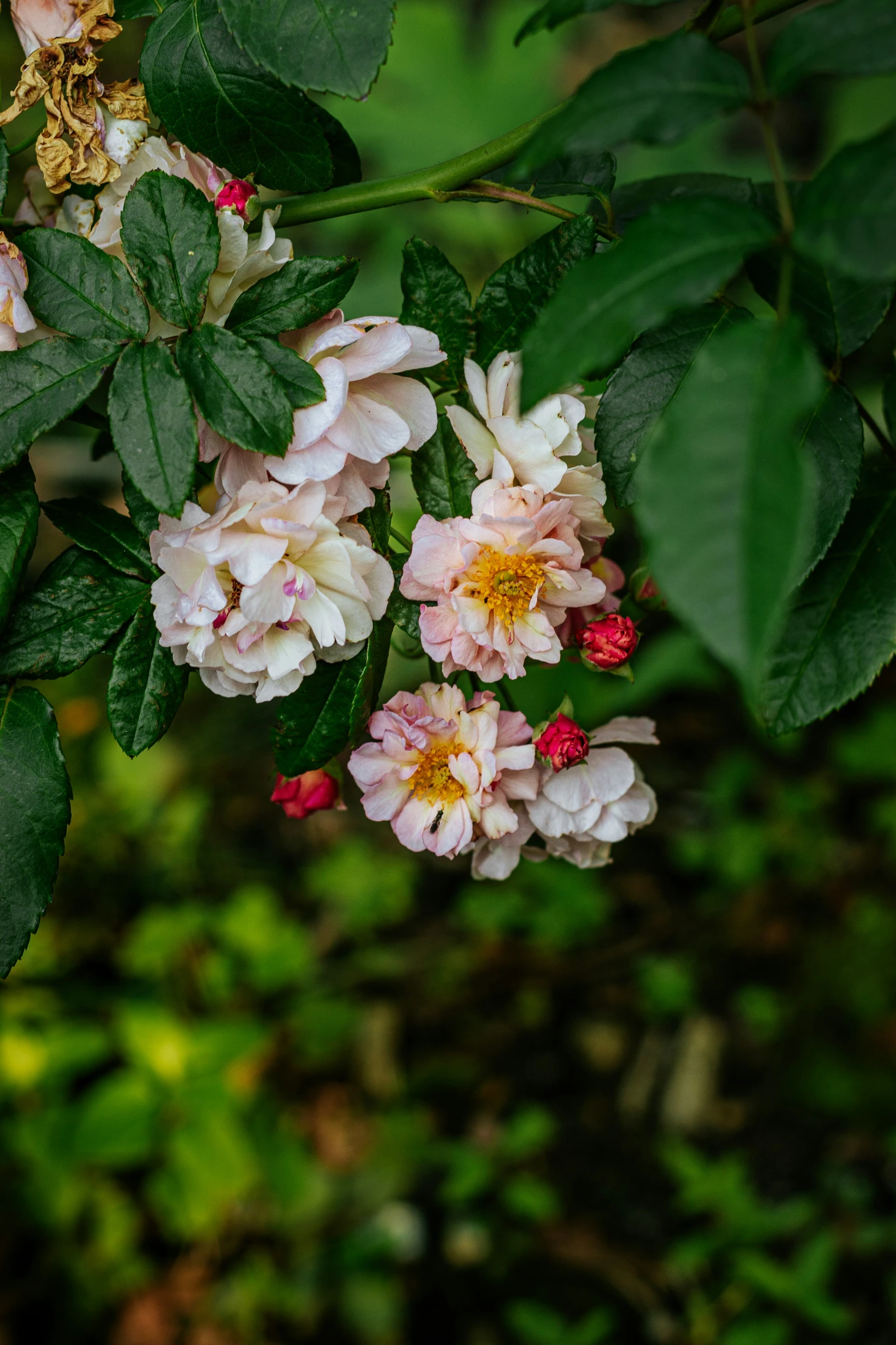 a nch of trees with pink flowers and green leaves