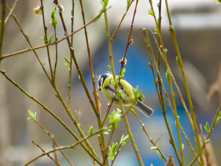 small yellow and green bird sitting on top of a tree nch