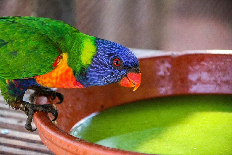 a rainbow parrot pecks at a bowl with a drink in it