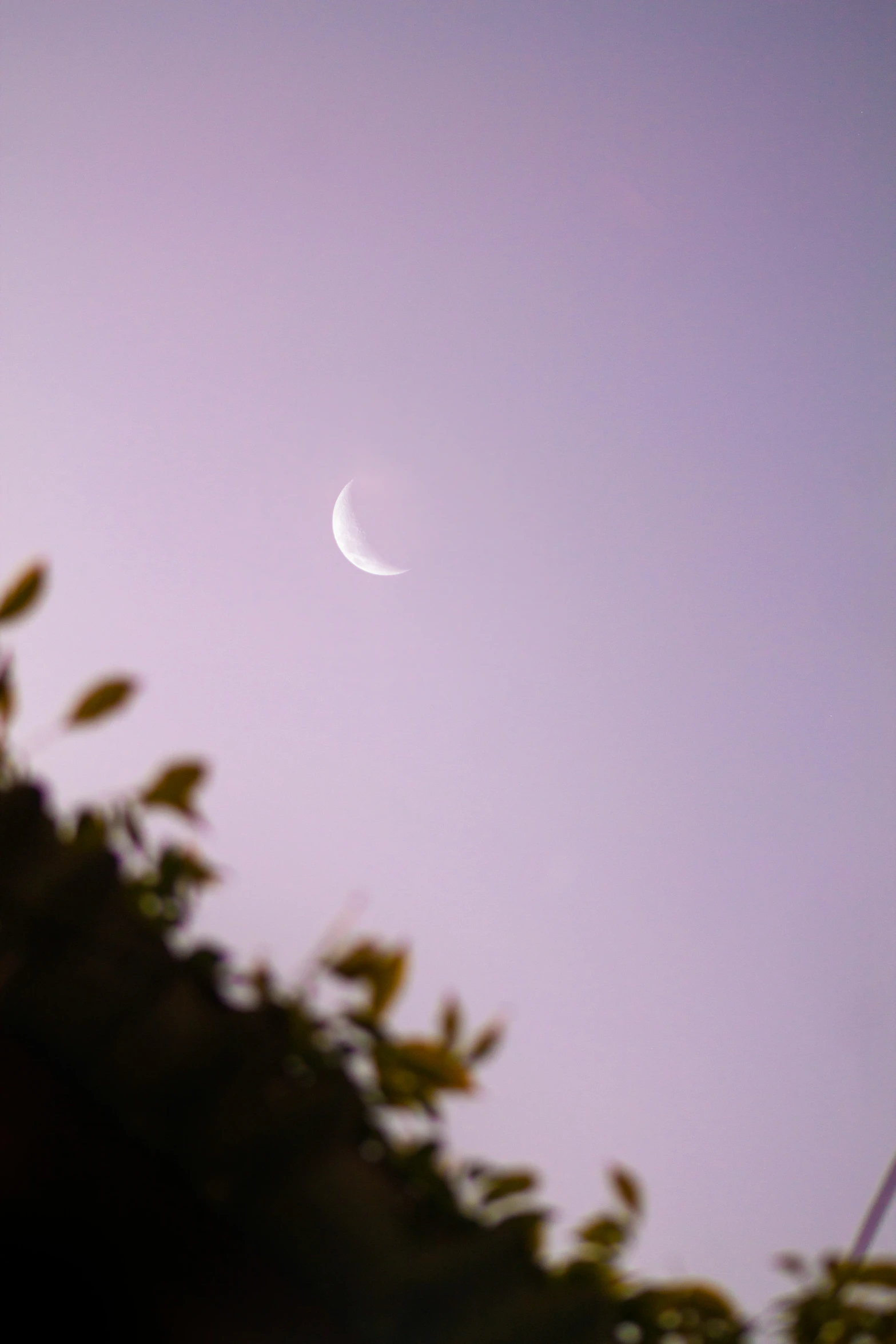 the crescent moon and some trees are against a purple sky