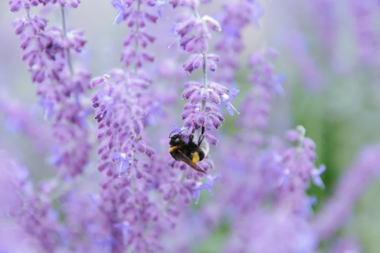 a bee that is flying towards a flower