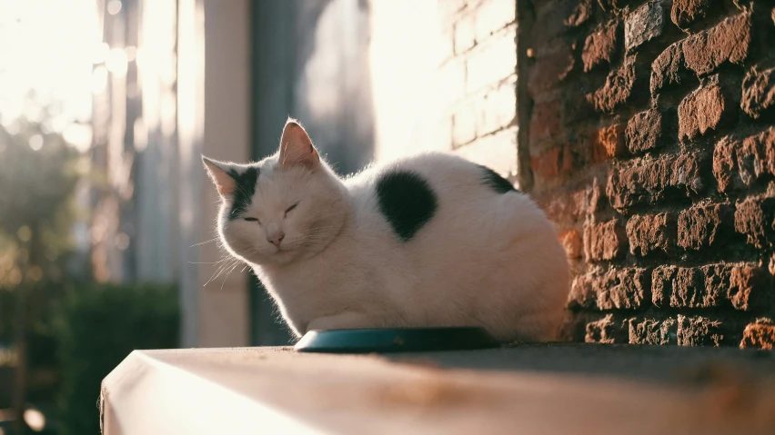 a white cat sits on the ledge of an outside ledge