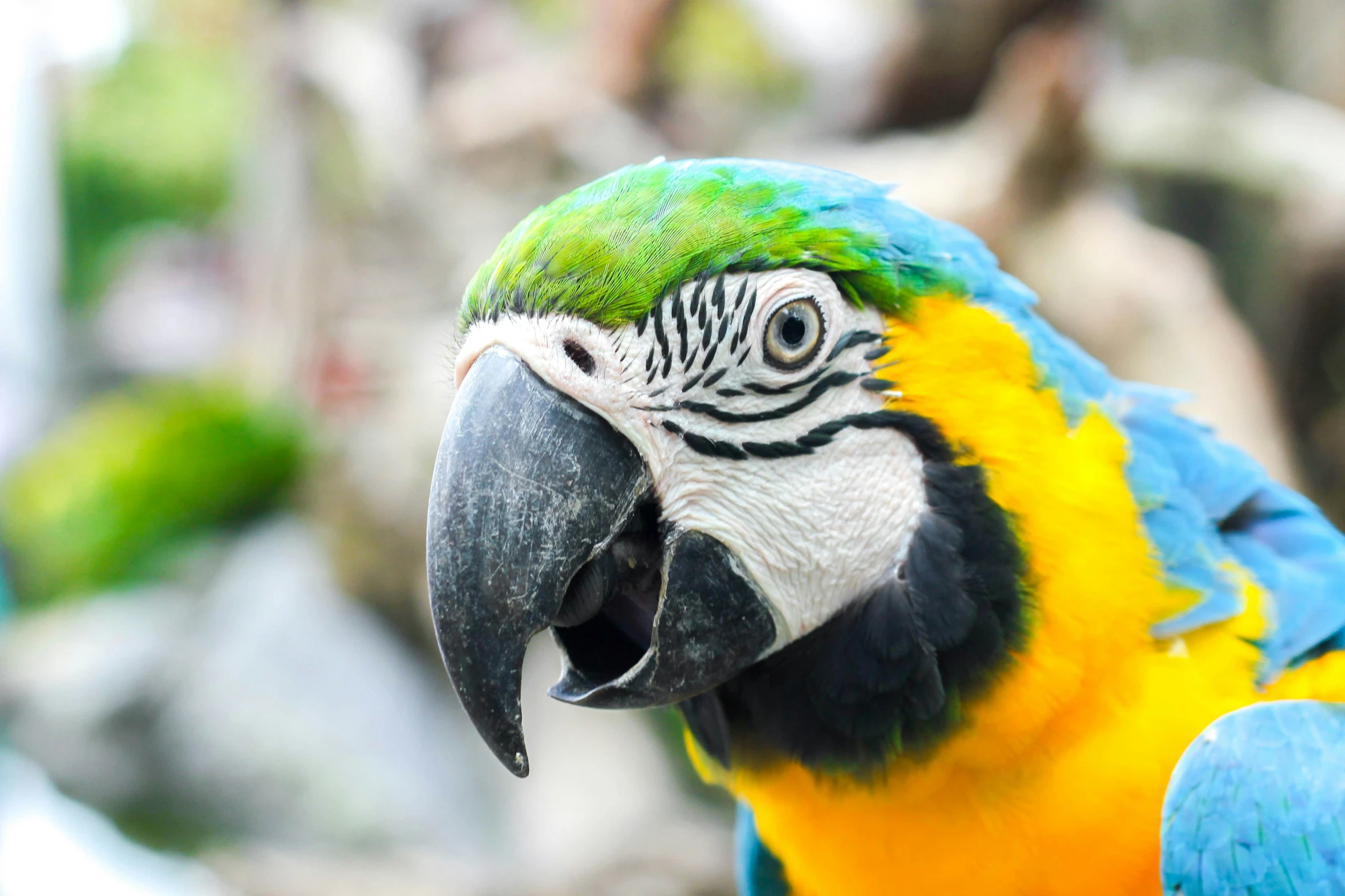 a closeup of a parrots face with the background blurred