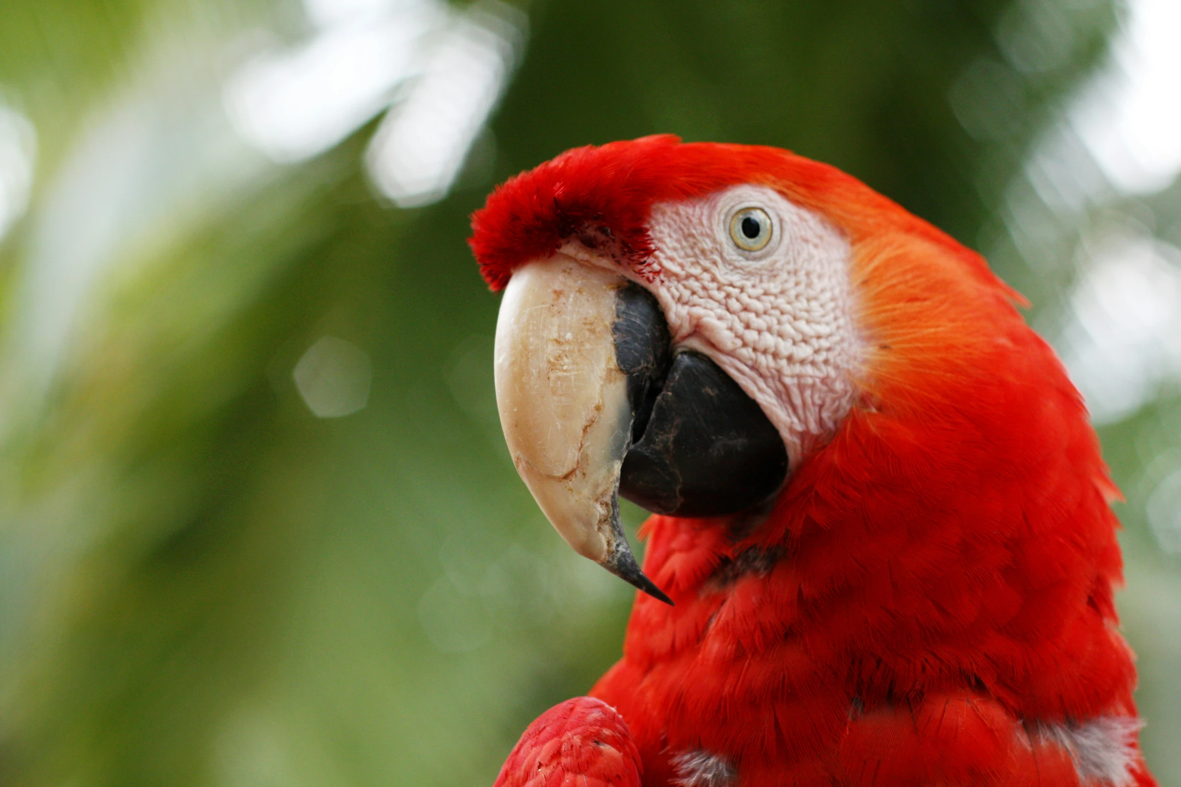 a large red bird with a black face