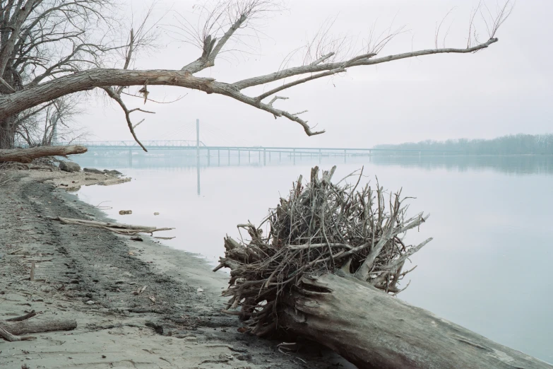 a large tree that is near the water