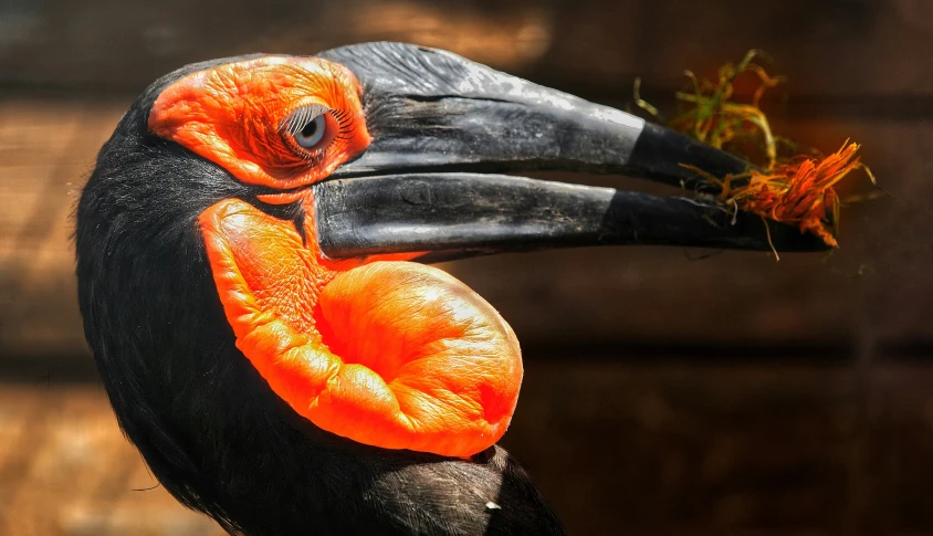a bird that is sitting down with an orange object in its mouth