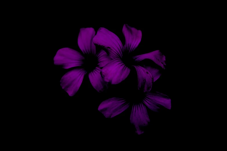 a dark background with a bunch of purple flowers