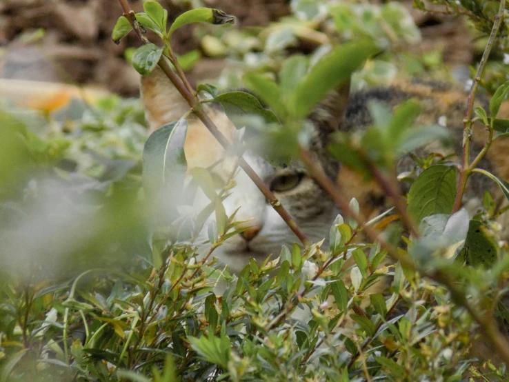 a cat hiding behind small green nches in the bush