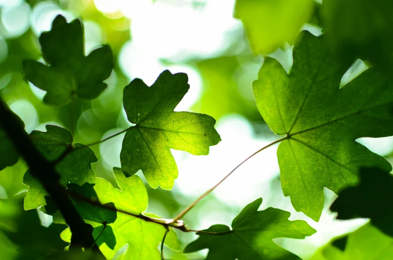 the underside view of some green leaves