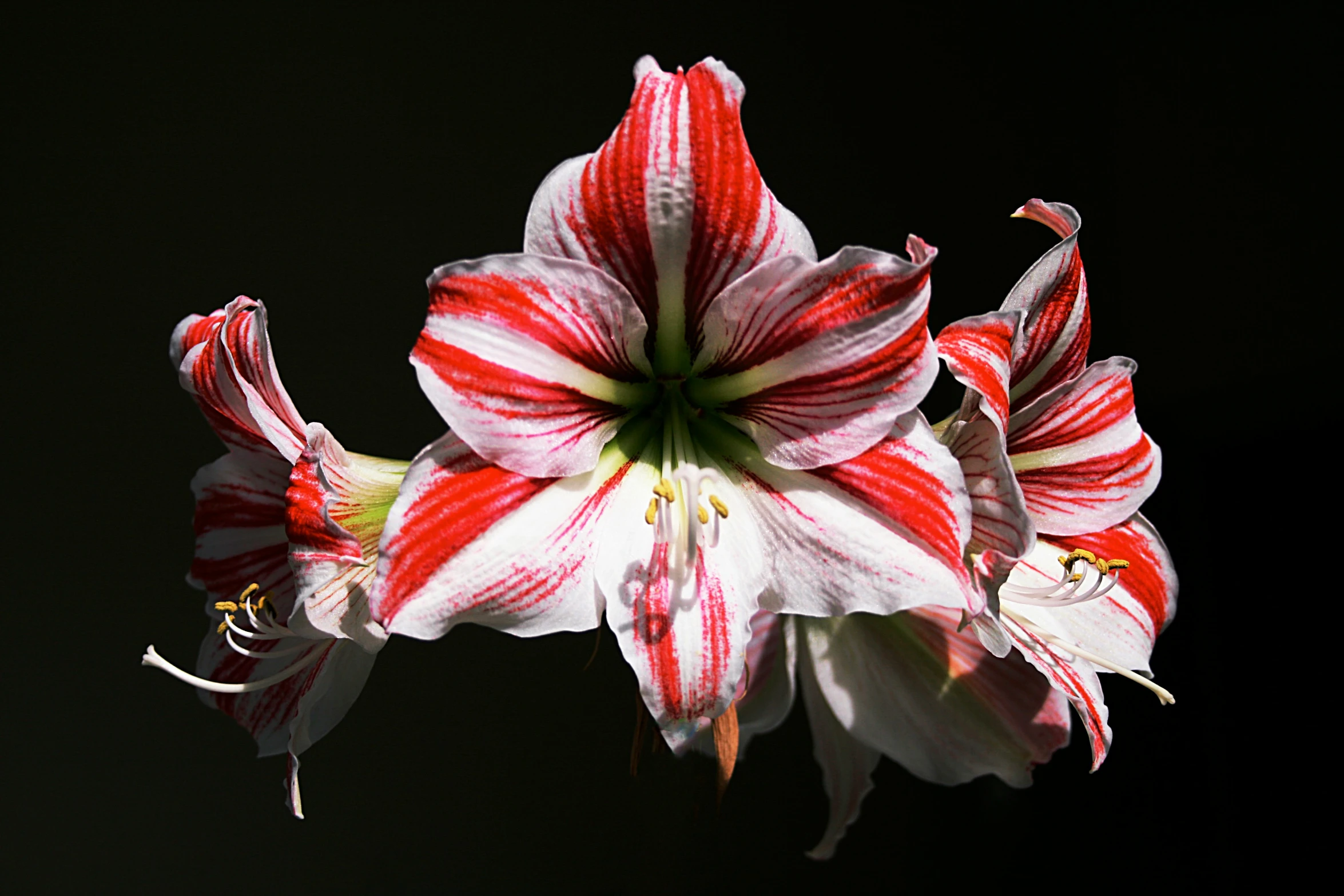 a very pretty flower with a black background